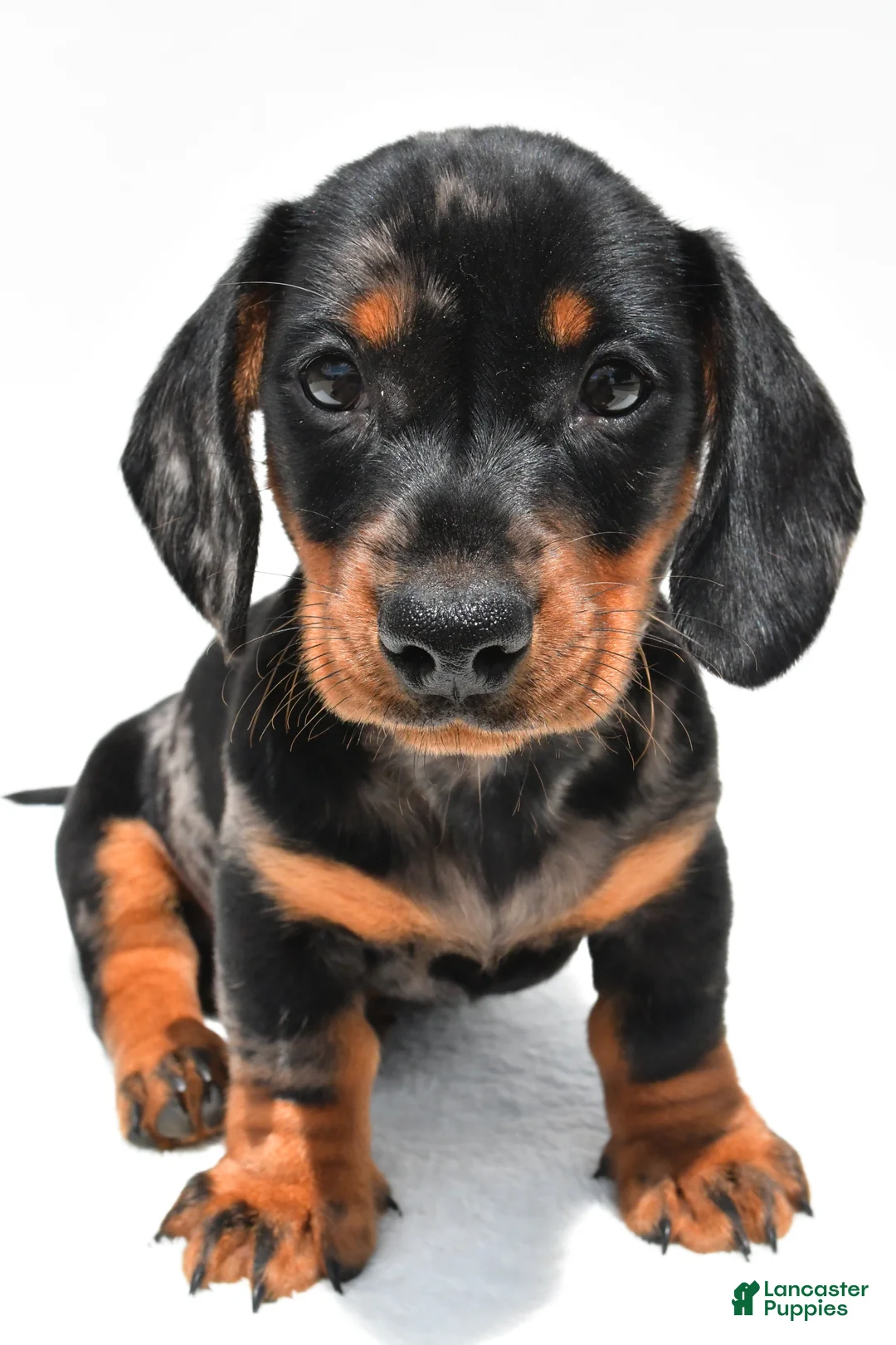 Miniature Dachshund dogs for sale: Teddy - Ad 2