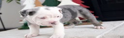Olde English Bulldogge dogs for sale: Misty - Ad 4