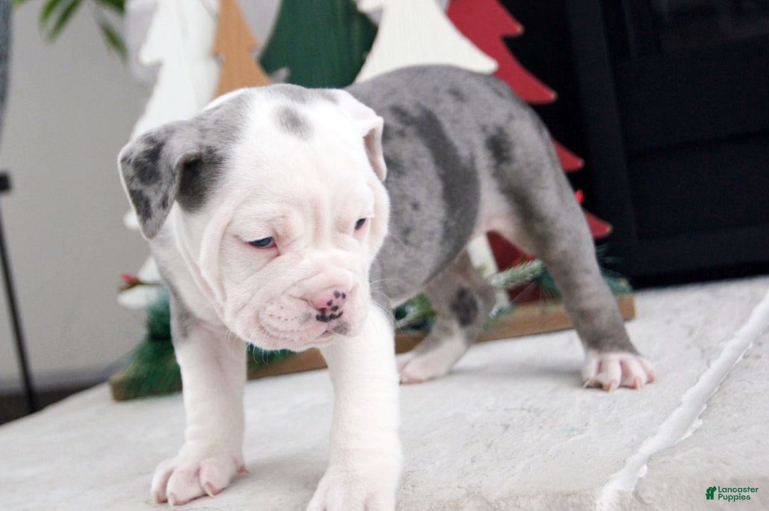 Olde English Bulldogge dogs for sale: Misty - Ad 4