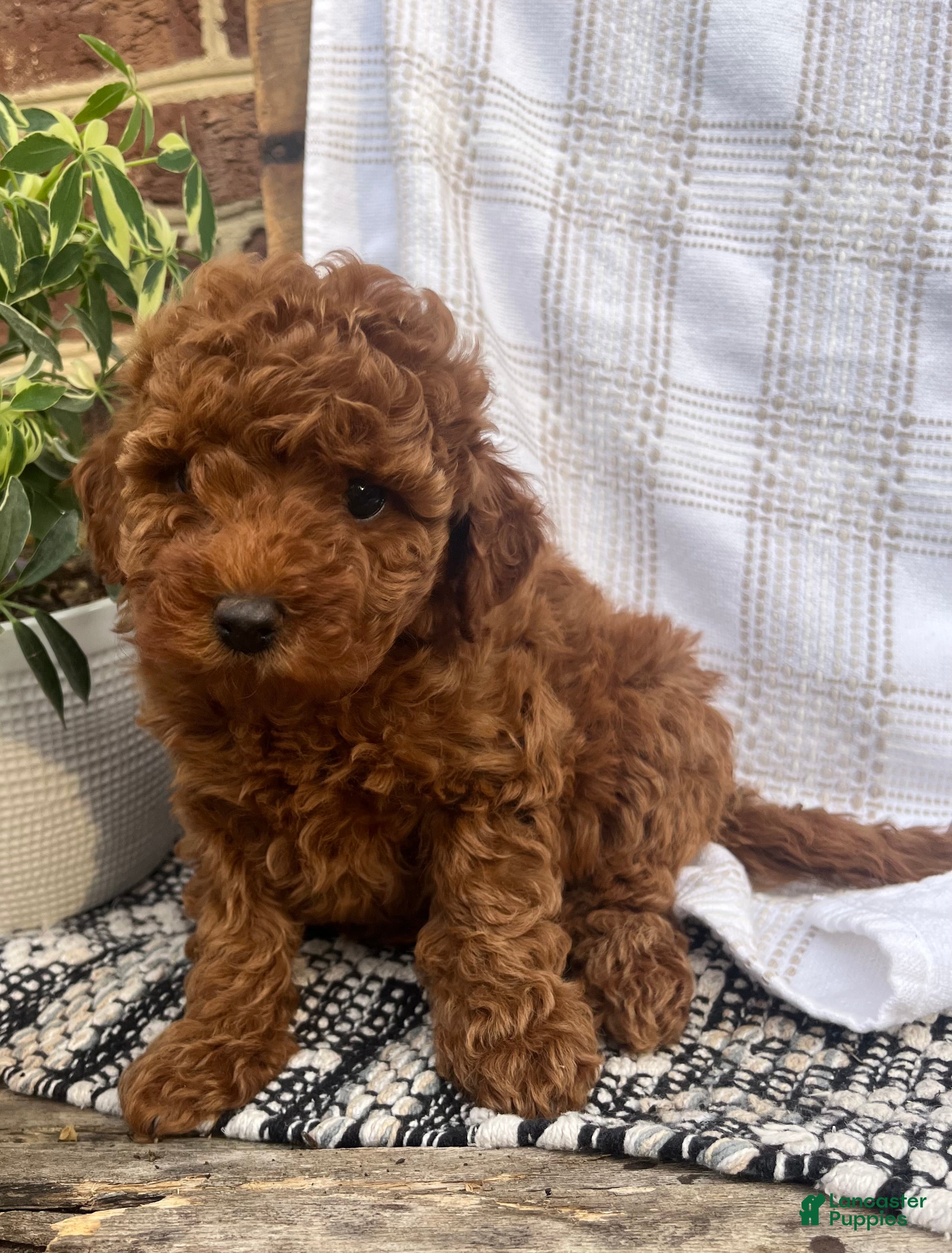 Mini Goldendoodle dogs Caroline - Ad 32