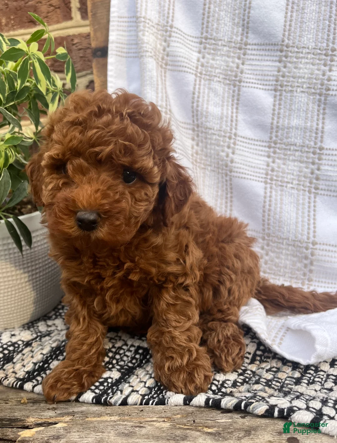 Mini Goldendoodle dogs for sale: Caroline - Ad 1