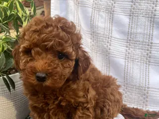 Mini Goldendoodle dogs Caroline - Ad 9