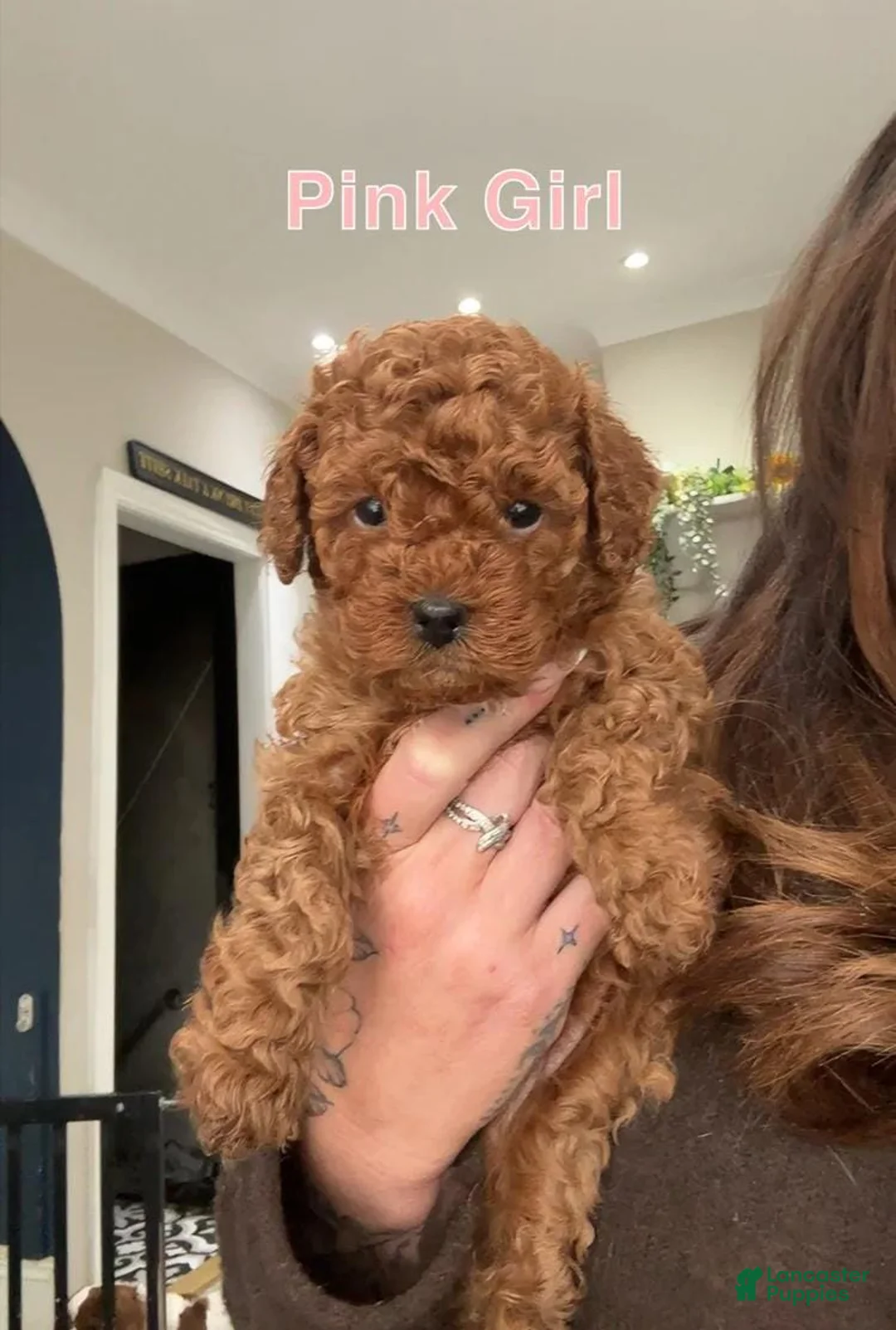 Cavapoo dogs for sale: Kenny - Ad 7