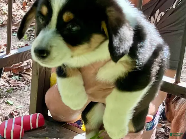 Welsh Corgi Pembroke dogs for sale: Welsh Corgi Pembroke 2 - Ad 2