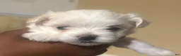Maltese dogs for sale: Maltese Puppy 1 - Ad 2