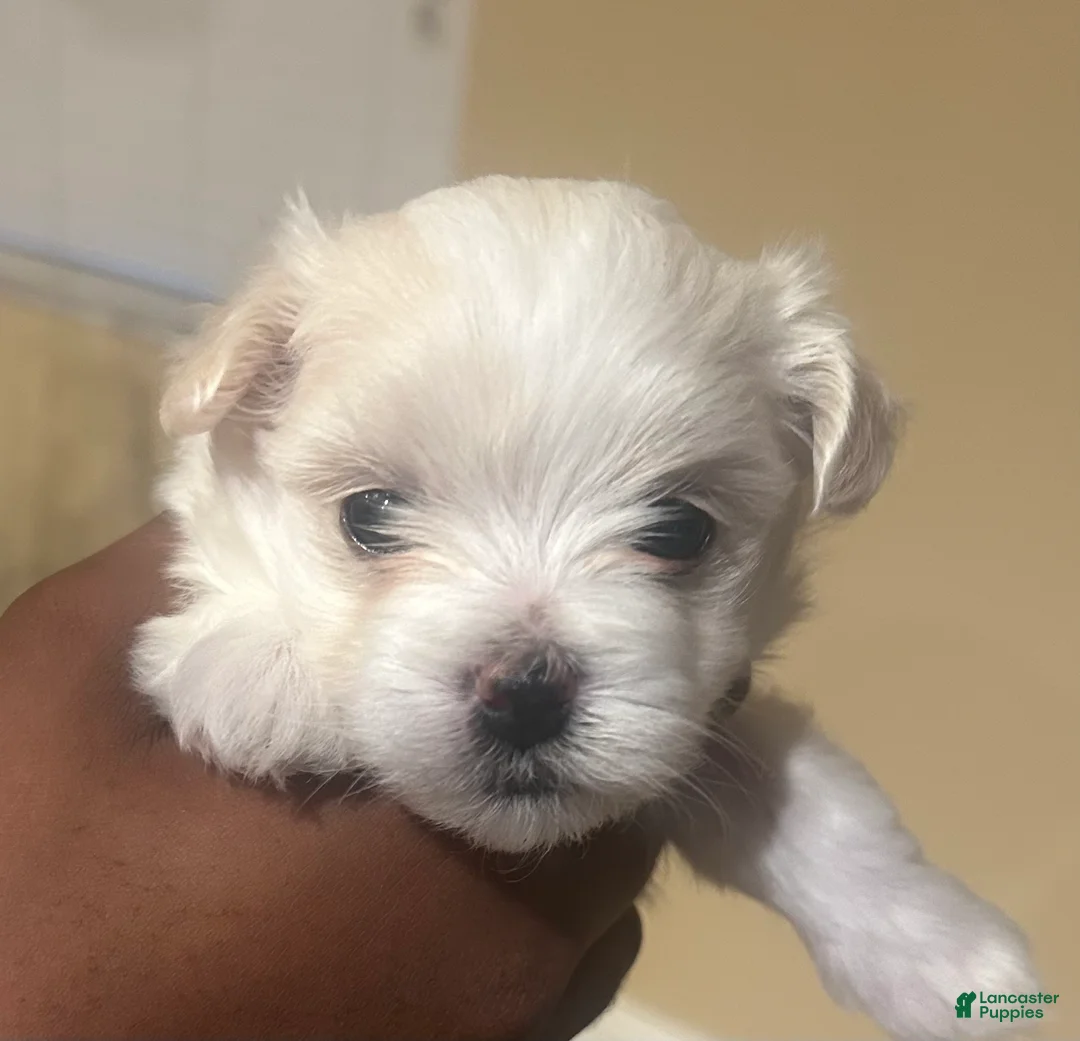 Maltese dogs for sale: Maltese Puppy 1 - Ad 2