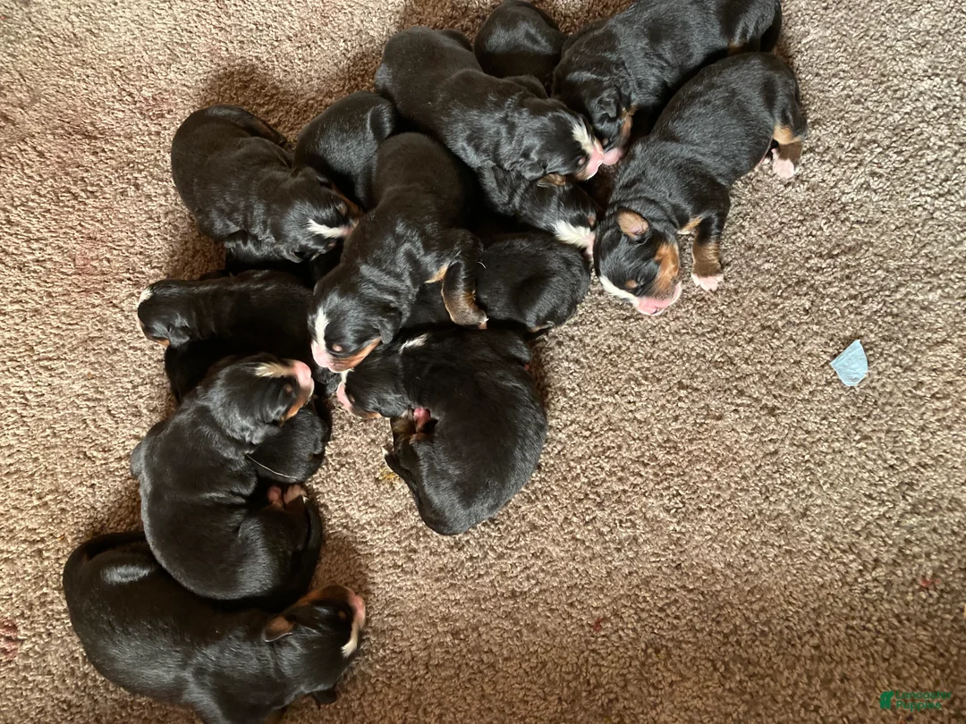 Bernese Mountain Dog dogs for sale: Bernese Mountain Dog Puppy 1 - Ad 1