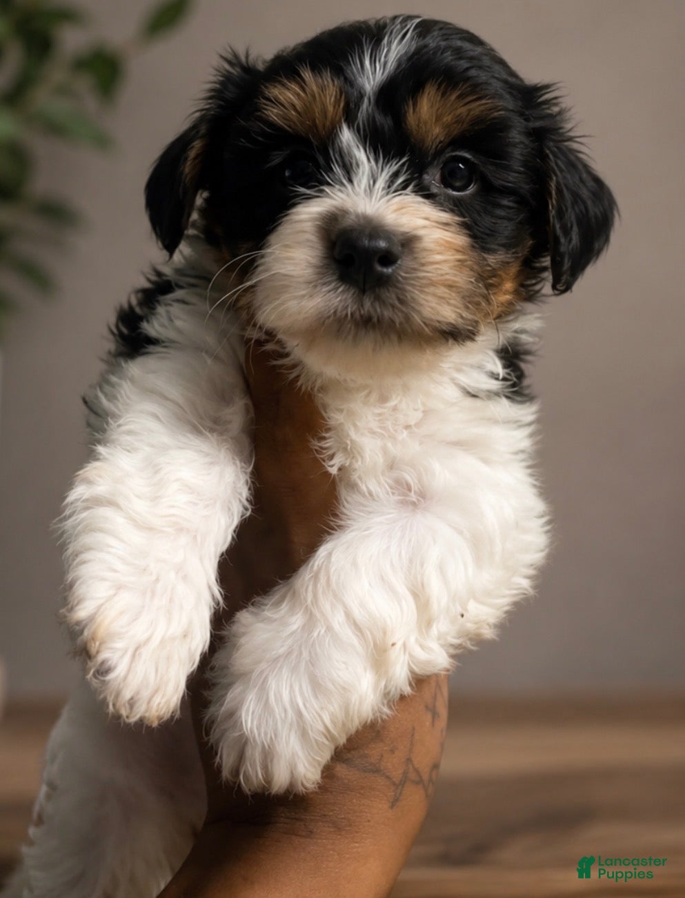 Yorkshire Terrier dogs Yorkshire Terrier 1 - Ad 13