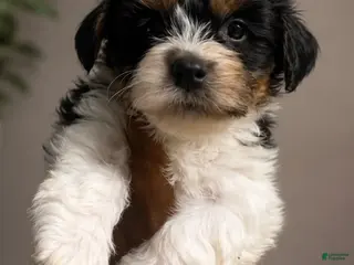 Yorkshire Terrier dogs Yorkshire Terrier 1 - Ad 13