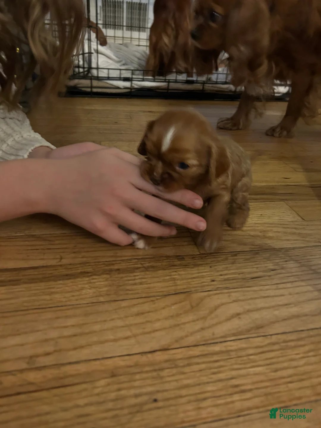 Cavalier King Charles Spaniel dogs for sale: Buttercup - Ad 2