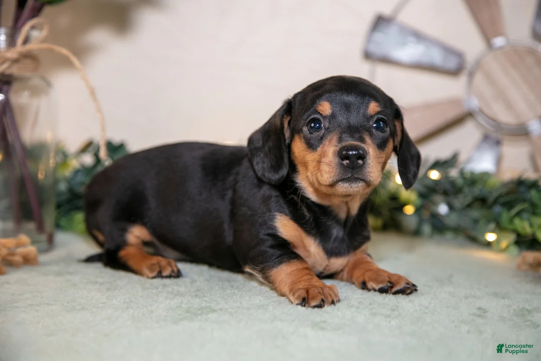 Miniature Dachshund dogs for sale: Summer - Ad 1