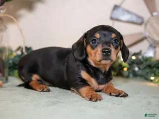 Miniature Dachshund dogs for sale: Summer - Ad 4