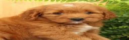 Mini Goldendoodle dogs for sale: Carmella - Ad 9