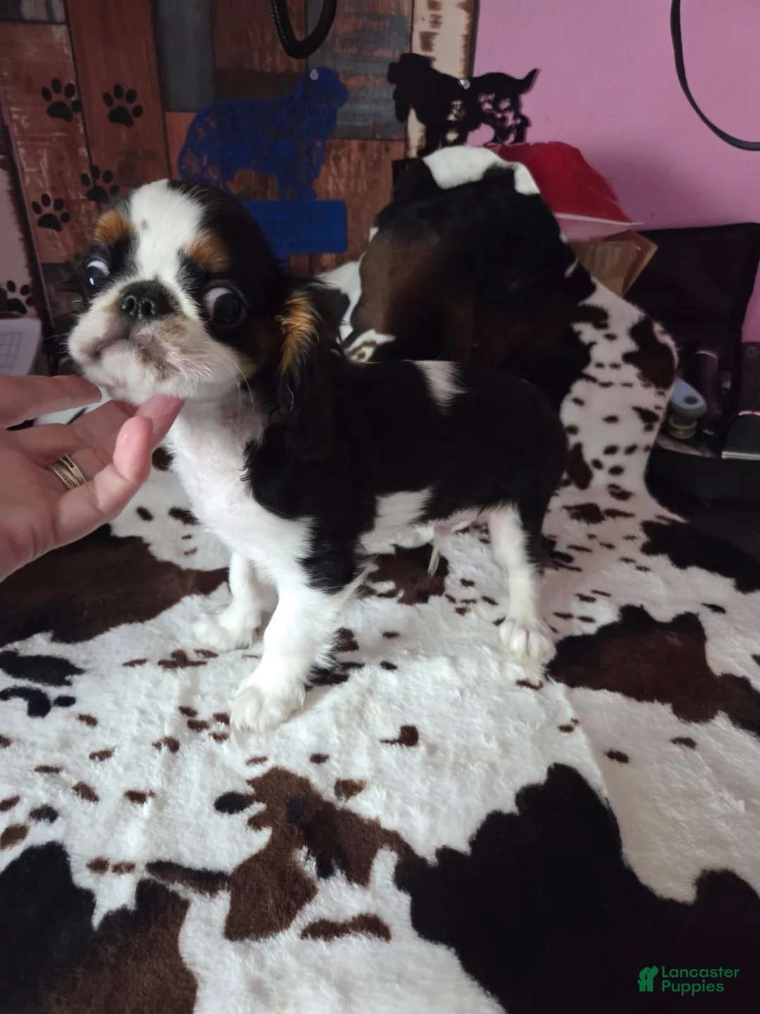 King Charles Spaniel dogs for sale: Boy 3 - Ad 1