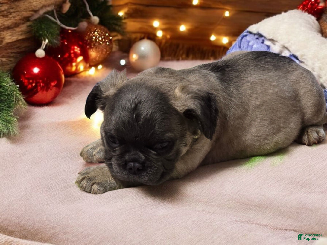 French Bulldog dogs for sale: Fluffy French Bulldog Bruno - Ad 3