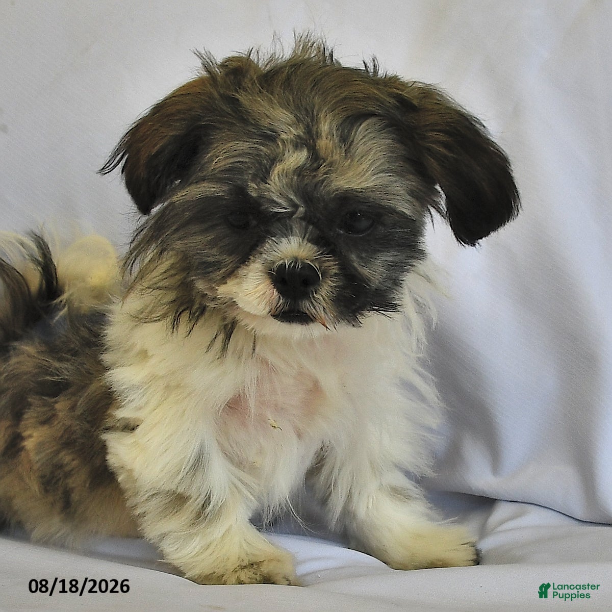 Shih Tzu dogs Mary Beth - Ad 2