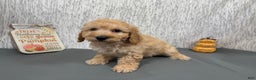 Toy Poodle dogs for sale: Toy Poodle Puppy 1 - Ad 6