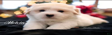 Coton De Tulear 2   Charlie