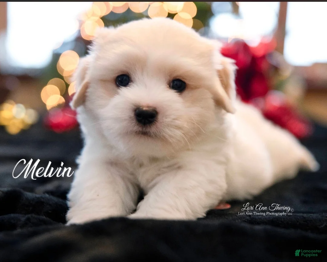 Coton De Tulear dogs for sale: Coton De Tulear 2   Charlie - Ad 1