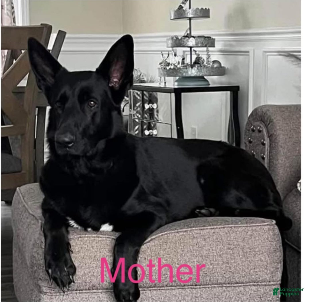 German Shepherd dogs for sale: German Shepherd Puppy 1 - Ad 2