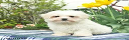Maltese dogs for sale: Sugar - Ad 5