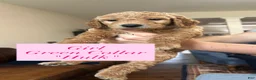 Goldendoodle dogs for sale: Hulk - Ad 2