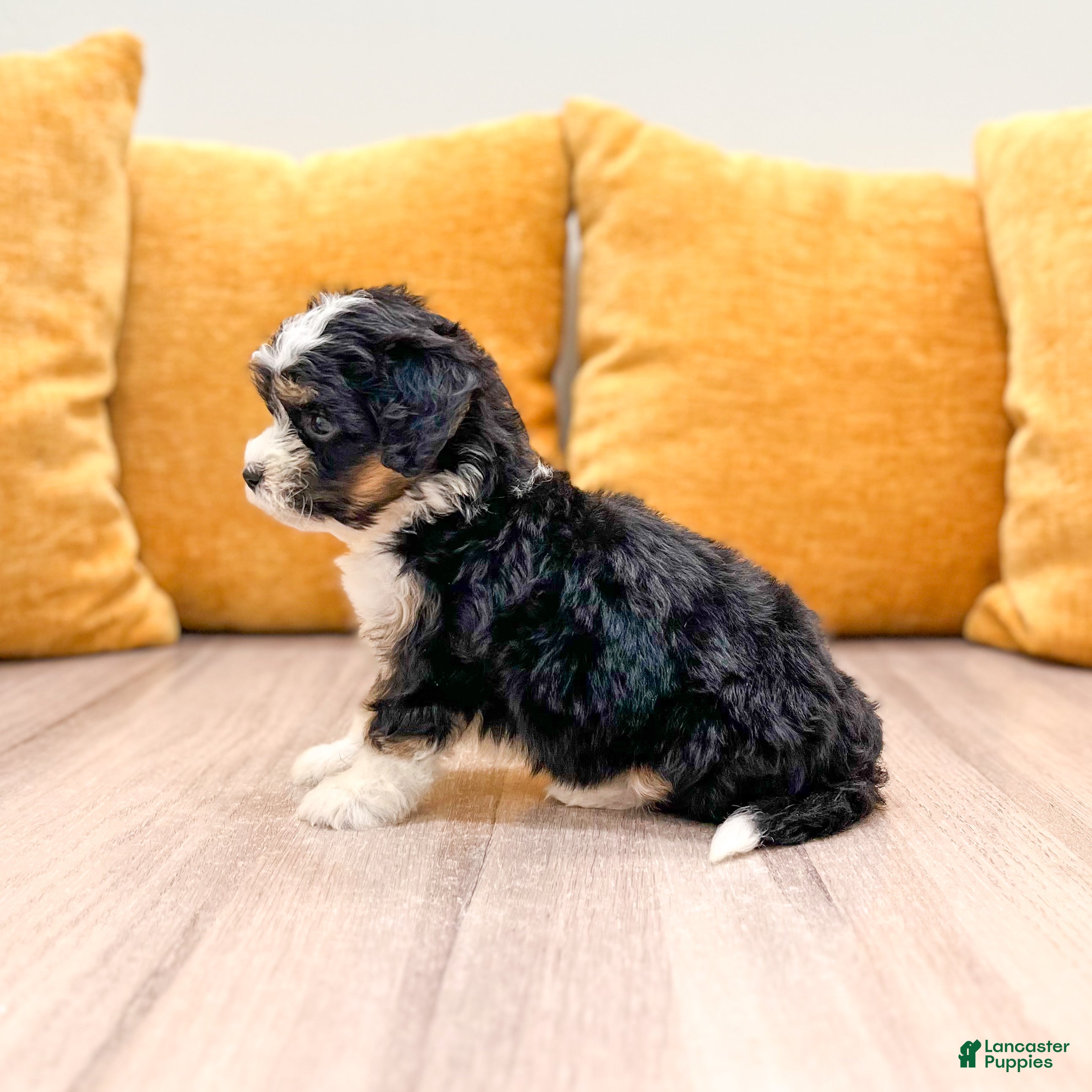 Mini Bernedoodle dogs Savannah - Ad 2
