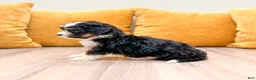Mini Bernedoodle dogs for sale: Savannah - Ad 2