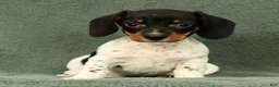 Miniature Dachshund dogs for sale: Reed - Ad 1