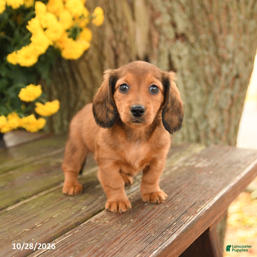 Miniature Dachshund dogs for sale: Dreamer - Ad 2
