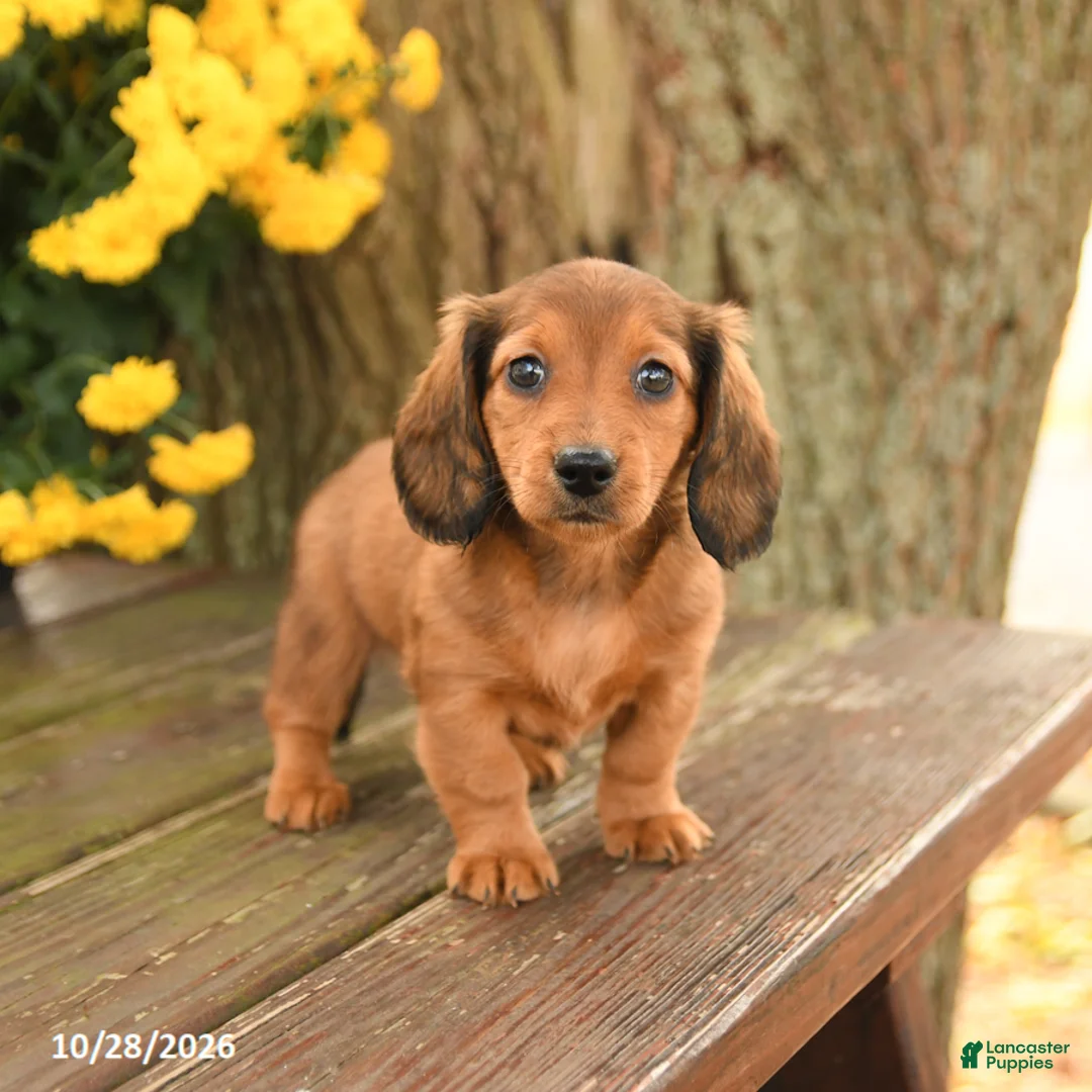 Miniature Dachshund dogs for sale: Dreamer - Ad 2