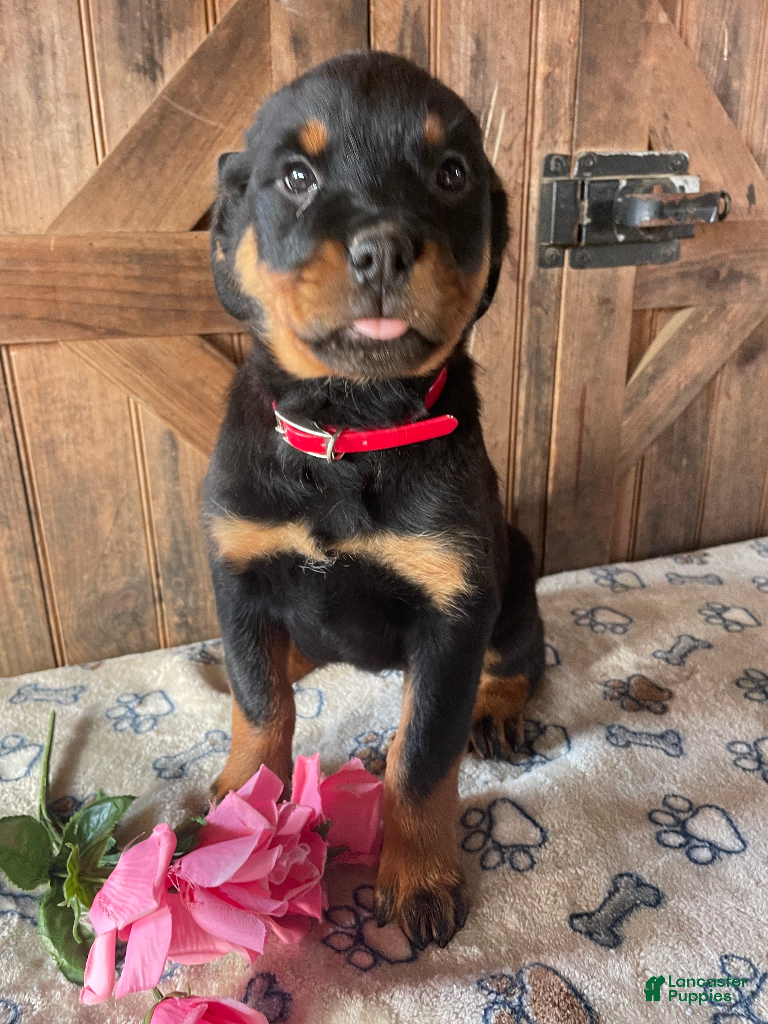 Rottweiler dogs Gemma - Ad 29