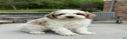 Miniature Poodle dogs for sale: Joey - Ad 5