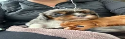 Cavalier King Charles Spaniel dogs for sale: Boomer - Ad 7