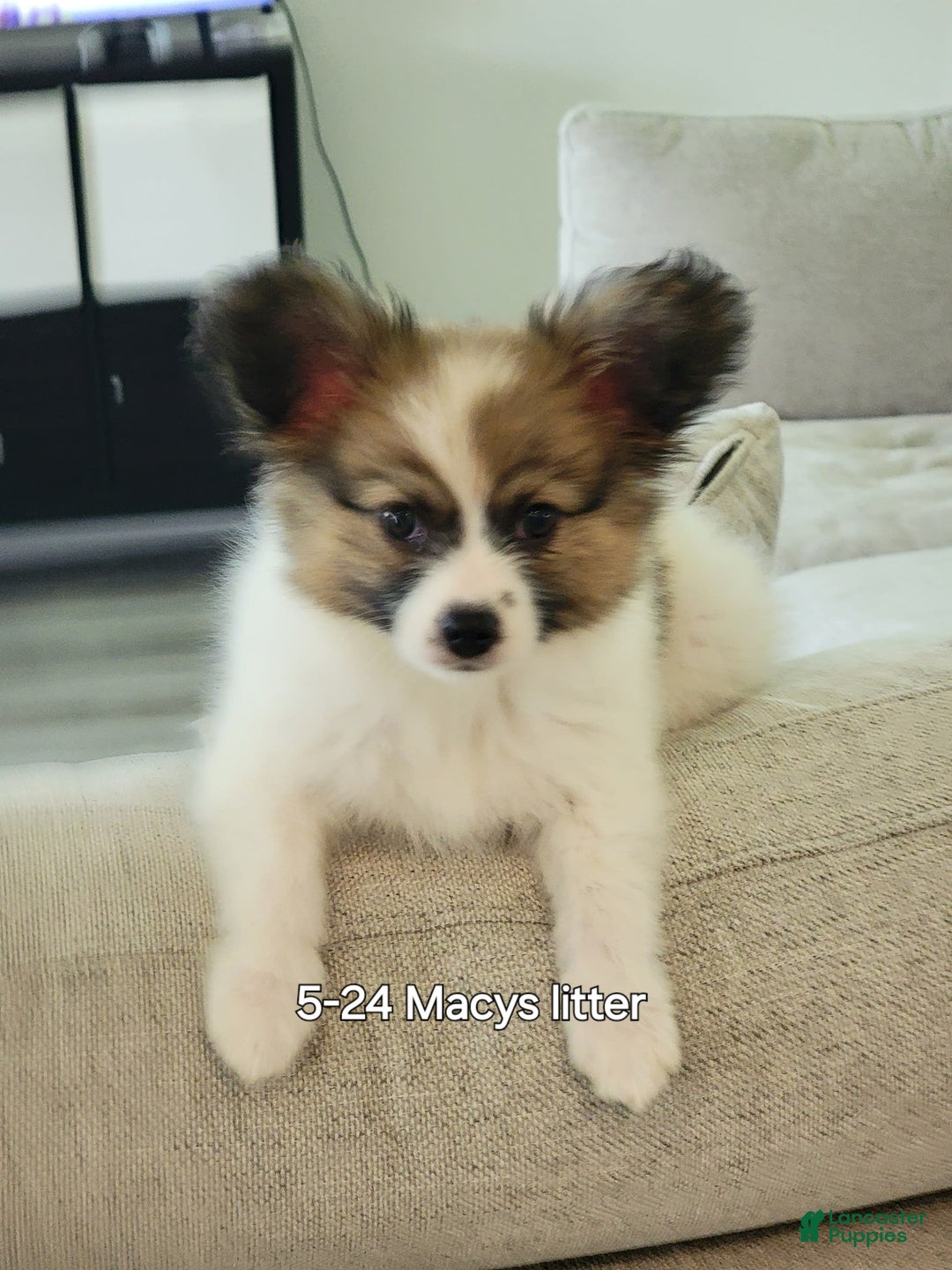 Gallery Image {{count}}