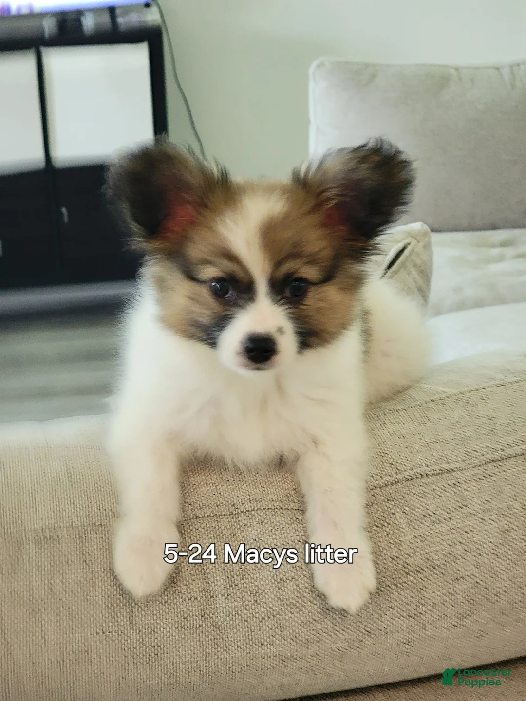 Gallery Image {{count}}