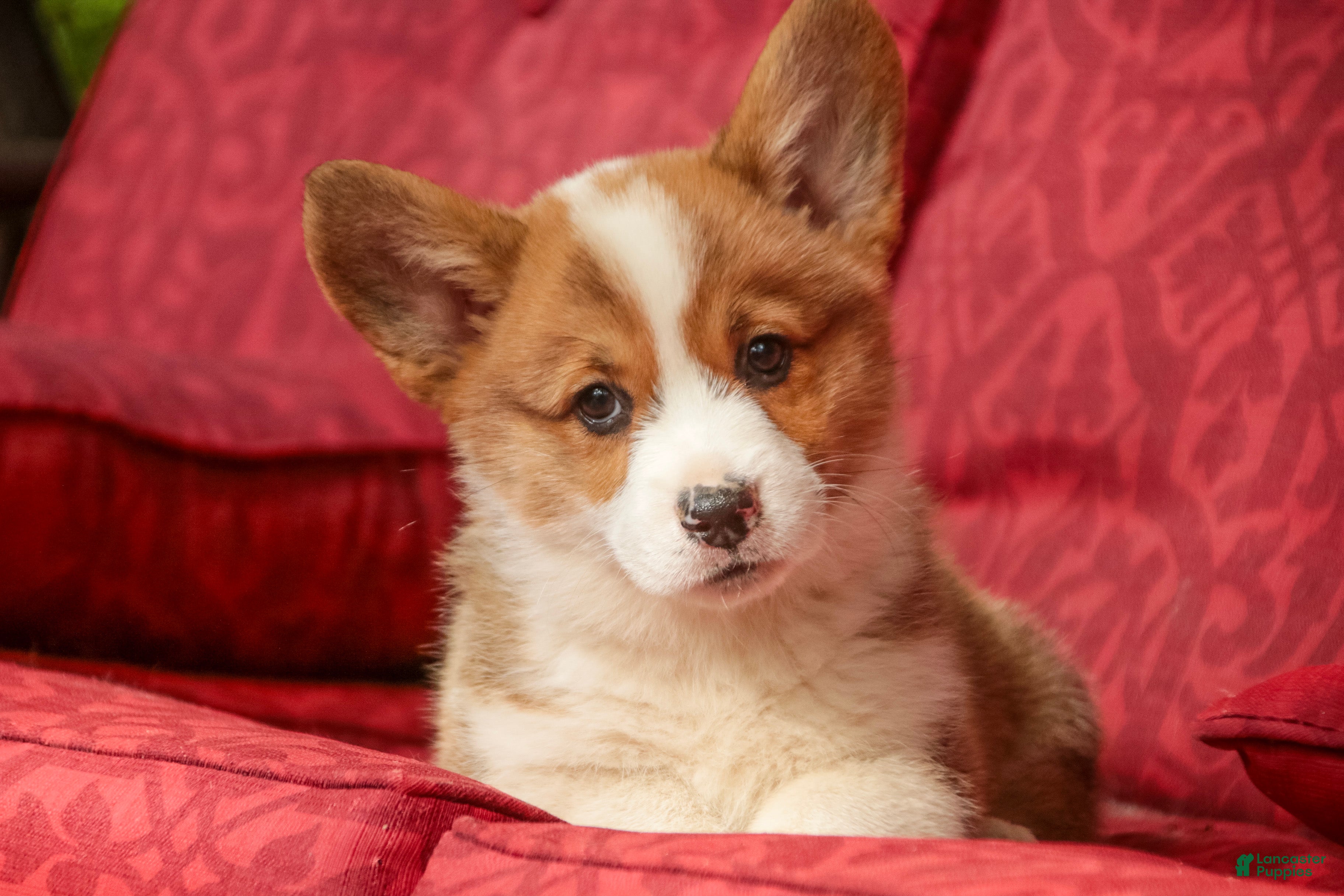 Welsh Corgi Pembroke dogs Andy - Ad 1