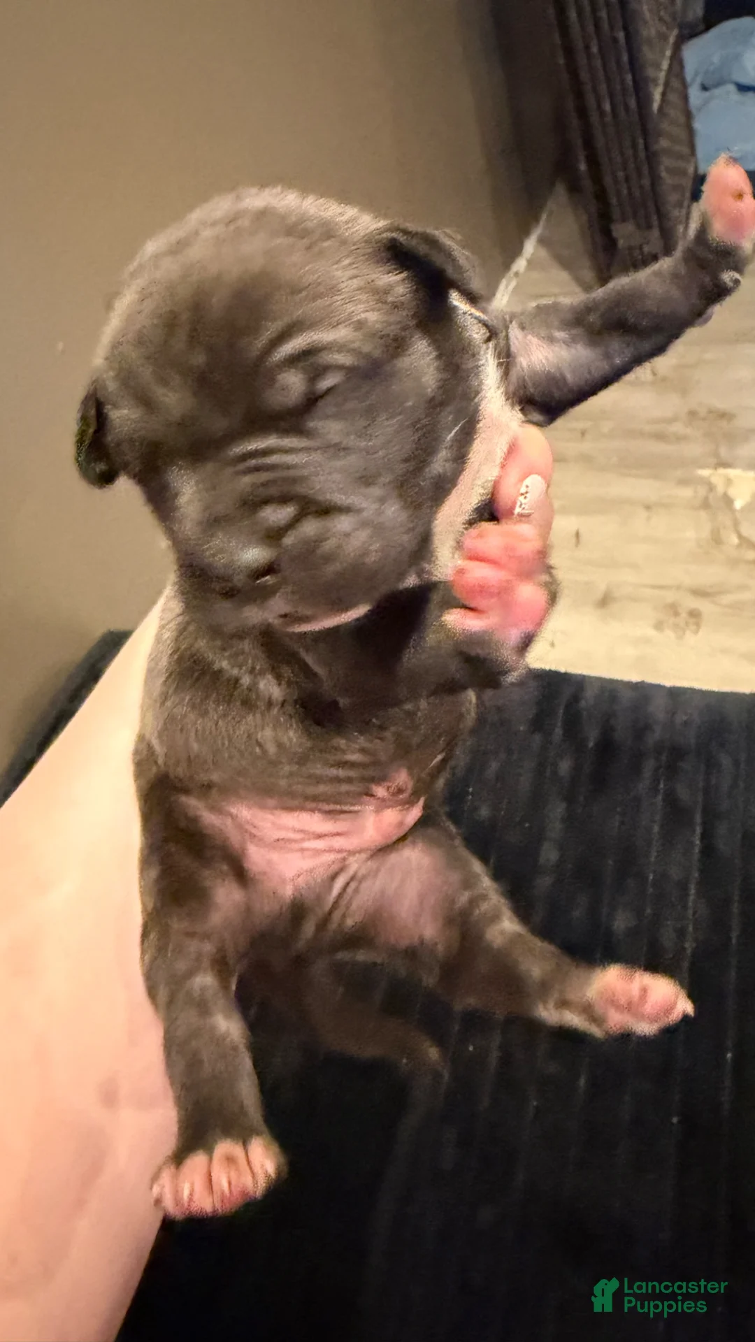 Mixed Breed dogs for sale: Mixed Breed Puppy 3 - Ad 1