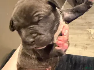 Mixed Breed dogs Mixed Breed Puppy 3 - Ad 24