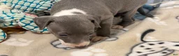 Italian Greyhound dogs for sale: Carmen AKC - Ad 5