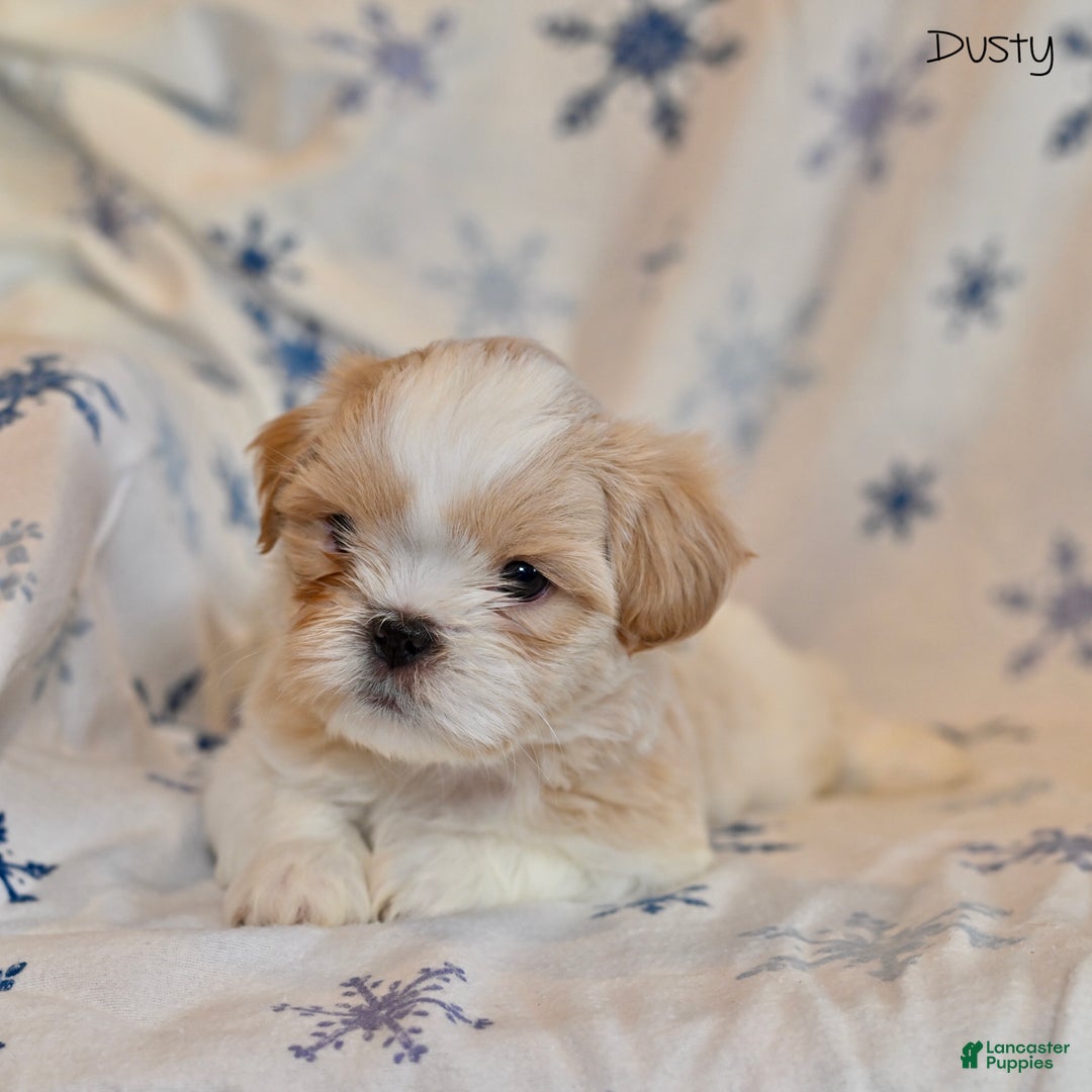 Shih Tzu dogs for sale: Dusty - Ad 2