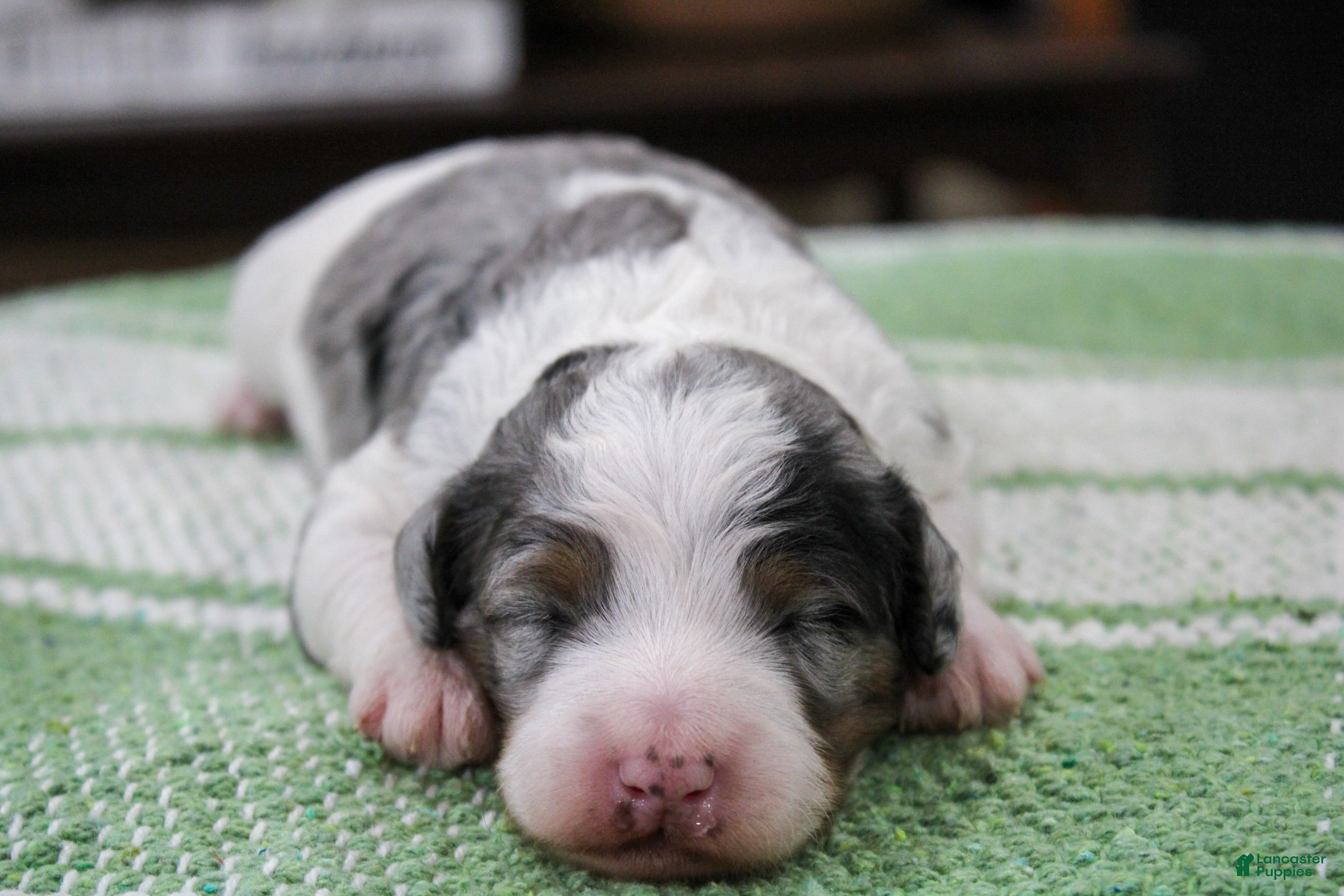 Mini Bernedoodle dogs Tilly - Ad 1