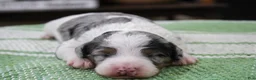Mini Bernedoodle dogs for sale: Tilly - Ad 1