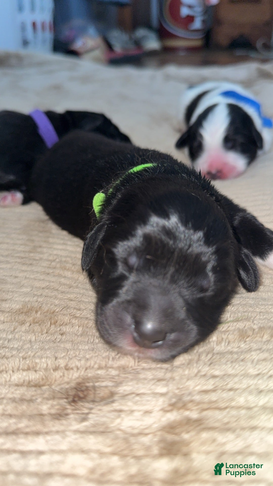 Mixed Breed dogs Mixed Breed 3 - Ad 10