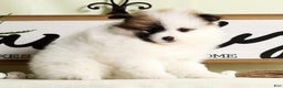 Pomeranian dogs for sale: Stacy - Ad 7