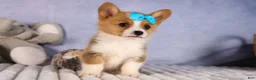 Welsh Corgi Pembroke dogs for sale: Benji🐾💙 - Ad 4