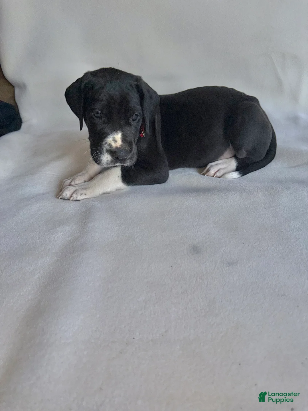Great Dane dogs for sale: Chip-red - Ad 2