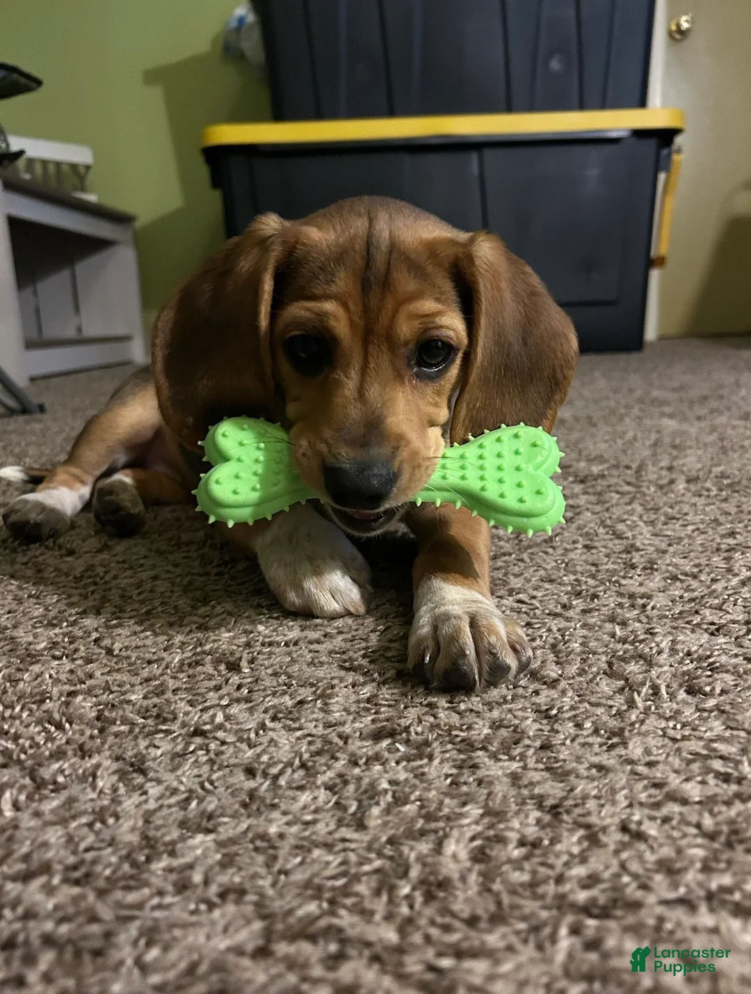 Beagle dogs for sale: Beagle Puppy 1 - Ad 5