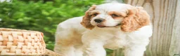 Cocker Spaniel dogs for sale: Angus Cocker Spaniel  - Ad 7