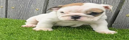 English Bulldog dogs for sale: Denver - Ad 6